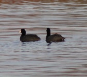 Fulica americana from Pecan Creek Pollinative Prairie, TX, USA on 2023년 02월 28일 (화) at 05:51 오후 by Marie Muñiz... 