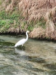 중대백로 from Del Rio, TX 78840, USA on 2023년 03월 10일 (금) at 09:39 오전 by Elizabeth DePalma · iNaturalist 중대백로... 