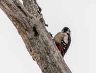 오색딱따구리속 from Краснодар, Краснодарский край, Россия, 350047 on 2023년 03월 11일 (토) at 04... 