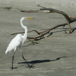 중대백로 from 814 S Beachview Dr, Jekyll Island, GA 31527, USA on 2018년 09월 15일 (토) at 04:55 오후 by Lincoln Durey.... 
