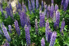 Lupinus polyphyllus from Futaleufú, Chubut, Argentina on 2011년 12월 04일 (일) at 09:46 오전 by Rafa Lara · iNaturalist... 