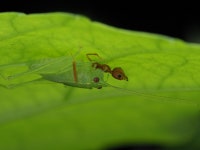 Meconematini from 6JFG+3WM, Dadadahalli, Karnataka 570008, India on 2022년 06월 25일 (토) at 08:42 오후 by abhi jith... 