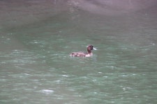 댕기흰죽지 from 10 Minakuchicho Kitanaiki, Koka, Shiga 528-0051, Japão on 2023년 03월 17일 (금) at 11:06 오전 by Aline... 