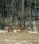 흰꼬리사슴 from Shelburne, Vermont on 2013년 02월 17일 (일) by Teri Lamphere. 9 deer spotted in same area a week apart. These... 