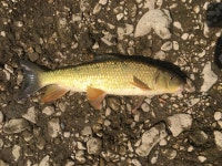 Moxostoma erythrurum in 6월 2021 by Mark Schwalm · iNaturalist Moxostoma erythrurum