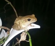Polypedates leucomystax from Pondok Cintya on 2023년 04월 06일 (목) at 04:27 오후 by reptilrrudy · iNaturalist Polypedates... 