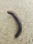 Narceus americanus from 36th East Avenue on 2023년 04월 09일 (일) at 03:18 오후 by Bucky Raeder. Large black millipede.... 