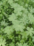Geranium molle from Волгоград, Волгоградская обл., Россия, 400059 on 2023년 04월 10일 (월) at 10... 