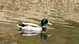 청둥오리 from 대한민국 안양시 한가람한양아파트 on 2023년 03월 26일 (일) at 11:36 오전 by hj_ojh · iNaturalist 청둥오리... 