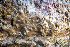 Didemnum psammatodes from XQ5X+25W Priyadarshini Seaside Shore, Malabar Hill, Mumbai, Maharashtra 400006, India on 2023년 04월... 