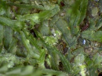 Metzgeria furcata from Hallorans Hill on 2023년 04월 08일 (토) at 10:41 오후 by David Tng. Collection: CRSL0055 · iNaturalist... 