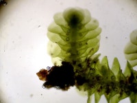 Acrolejeunea pycnoclada from Hallorans Hill on 2023년 04월 06일 (목) at 06:35 오후 by David Tng. Collection: CRSL0076... 