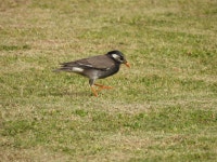 찌르레기 from 798-0060, Japan on 2023년 04월 18일 (화) at 03:13 오후 by Evan · iNaturalist 찌르레기 (Spodiopsar cineraceus)