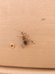 소나무허리노린재 from 대한민국 서울특별시 용산구 이태원동 258-88 on 2018년 10월 20일 (토) at 03:51 오후 by Taewoo Kim... 