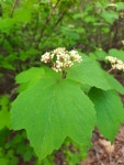 Viburnum acerifolium from Gaylesville, AL 35973, USA on 2023년 04월 21일 (금) at 06:33 오후 by John Arnett · iNaturalist... 