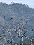 Psittacara finschi from XGJR+MVQ, Quebrada Honda, Provincia de Alajuela, Jesús, Costa Rica on 2023년 04월 22일 (토) at 07:32... 