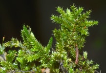 Muellerobryum whiteleggei from Hallorans Hill on 2023년 03월 22일 (수) at 02:44 오후 by David Tng. Collection: CRSM0041... 