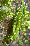 on 2023년 03월 24일 (금) at 10:53 오전 by David Tng. Orthomnion elimbatum Collection: CRSM0092 On rock, but also seen on the... 