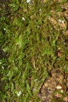 Aerobryopsis longissima from Hallorans Hill on 2023년 03월 24일 (금) at 11:38 오전 by David Tng. Collection: CRSM0055... 
