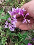 나비나물속 from 日本 〒158-0094 on 2023년 04월 29일 (토) at 11:42 오전 by 8 Science · iNaturalist 나비나물속 (Genus Vicia)