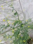 갓 from 日本 〒158-0094 on 2023년 04월 29일 (토) at 11:42 오전 by 8 Science · iNaturalist 갓 (Brassica juncea)