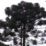 Araucaria angustifolia from Bocaiúva do Sul on 2023년 04월 29일 (토) by Déborah Souza · iNaturalist Araucaria angustifolia