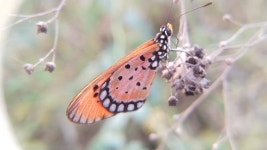 Acraea terpsicore from Manpur, Bihar 823003, India on 2023년 04월 29일 (토) at 04:27 오후 by MOHAMMAD DANISH MASROOR... 