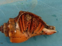 Clibanarius from Nochikuppam Main Rd Nochi Kuppam, 27QJ+48W, Santhome, Mylapore, Chennai, Tamil Nadu 600004, India on 2023년 05월... 