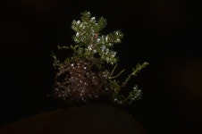 Hypopterygium tamarisci from Hallorans Hill on 2023년 03월 24일 (금) at 11:10 오전 by David Tng. Collection: CRSM0077... 