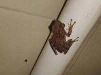 Polypedates maculatus from 5QXX+MCJ, Malad, Marve Village, Malad West, Mumbai, Maharashtra 400095, India on 2023년 05월 13일... 