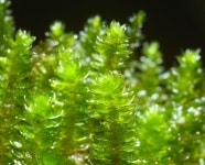 Garovaglia elegans from Hallorans Hill on 2023년 03월 24일 (금) at 11:42 오전 by David Tng. Collection: CRSM0026 Epiphyte... 