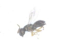 Pteromalini from 34130 Mauguio, France on 2023년 04월 19일 (수) at 05:51 오후 by Eco&amp;Sols. ANI-23-0320-hym4 · iNaturalist... 