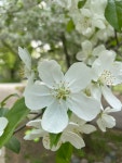 사과나무속 from Brookwood Cir, Hobart, WI, US on 2023년 05월... 오전 by Bill Nisporic · iNaturalist 사과나무속 (Genus Malus)