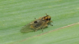 흰등멸구 from 獅頭山公園步道 on 2023년 05월 24일 (수) at 01... 褐稻蝨 · iNaturalist 흰등멸구 (Sogatella furcifera)