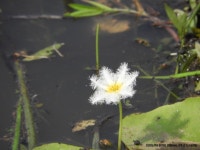 어리연 from PHMG+H6G, Karnataka 560083, India on 2023년 05월... 오전 by Prem Prakash Garg · iNaturalist 어리연 (Nymphoides indica)