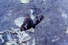 왕자팔랑나비 from 대한민국 서울특별시 양재2동 on 2002년 05월 21일 (화) by Taewoo Kim. My beautiful picture · iNaturalist... 