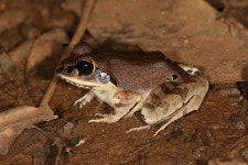 Aglyptodactylus securifer from Surroundings of the Ambinda village on 2015년 11월 28일 (토) by Martin Mandák. 2 different... 