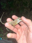 Anolis gundlachi from Puerto Rico, Caguas, Puerto Rico, US on 2023년 06월 11일 (일) at 07:33 오후 by Cory McKinstry... 