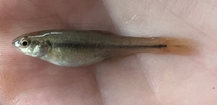 Semotilus atromaculatus from Acme on 2023년 06월 17일 (토) at 07:48 오후 by Rebecca Bowman · iNaturalist Semotilus atromaculatus