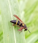 Anterhynchium flavomarginatum micado from 354-0013, Japan on 2023년 06월 22일 (목) at 02:36 오후 by Koji Fox · iNaturalist... 