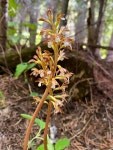 Corallorhiza maculata occidentalis from Okanogan - Wenatchee National Forest, Leavenworth, WA, US on 2023년 06월 23일 (금) at... 