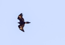 Aquila audax audax from 21 Baines Rd, Pilton QLD 4361, Australia on 2023년 06월 24일 (토) at 10:00 오전 by nick_rogers... 
