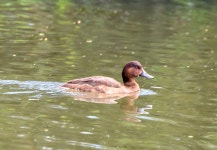 Aythya australis from Lawnton, AU-QL, AU on 2023년 06월 29일 (목) at 12:39 오후 by nick_rogers · iNaturalist Aythya australis