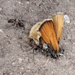 목장개미 from Свердловская обл., Россия, 624042 on 2023년 07월 01일 (토) at 03:13 오후 by Maks Smirnov... 