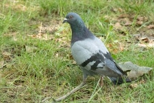 집비둘기 from Brooklyn, NY, USA on 2023년 07월 04일 (화) at... Harold · iNaturalist 집비둘기 (Variety Columba livia domestica)