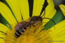 Hexataenites from 8200 Albufeira, Portugal on 2023년 07월 07일 (금) at 12:56 오후 by Luis Lopes Silva · iNaturalist Subgenus... 
