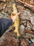 Catostomus catostomus from Temperance River, Cook County, MN, USA on 2023년 06월 29일 (목) at 09:02 오전 by operculum_ben.... 