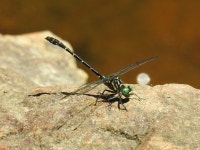Stylogomphus albistylus from Chelsea Stream, Chelsea, QC, Canada on 2023년 07월 08일 (토) at 02:05 오후 by Gillian... 