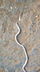 Indotyphlops braminus from WING-A, Jehangir Rd, Central Railway Colony, Parsee Colony, Dadar, Mumbai, Maharashtra 400014, India on... 