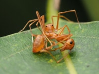 Amyciaea forticeps from 6JFG+3WM, Dadadahalli, Karnataka 570008, India on 2022년 11월 19일 (토) at 05:41 오후 by abhi jith... 